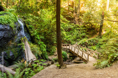 Hiking trail with bridge to waterfall in california rainforest .
