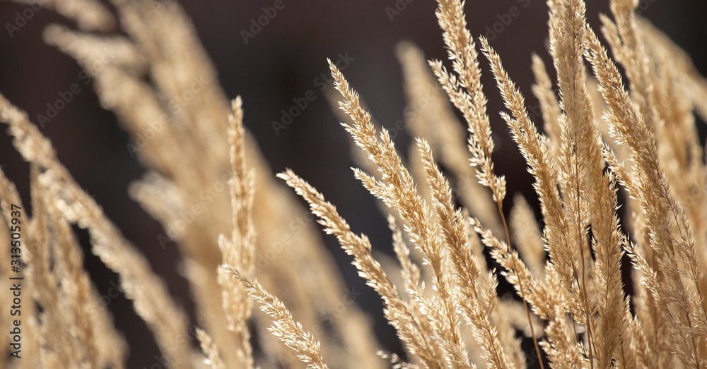 Tall yellow dry grass stems on a black background in a sunlight Tall yellow dry grass stems on a black background in a sunlight