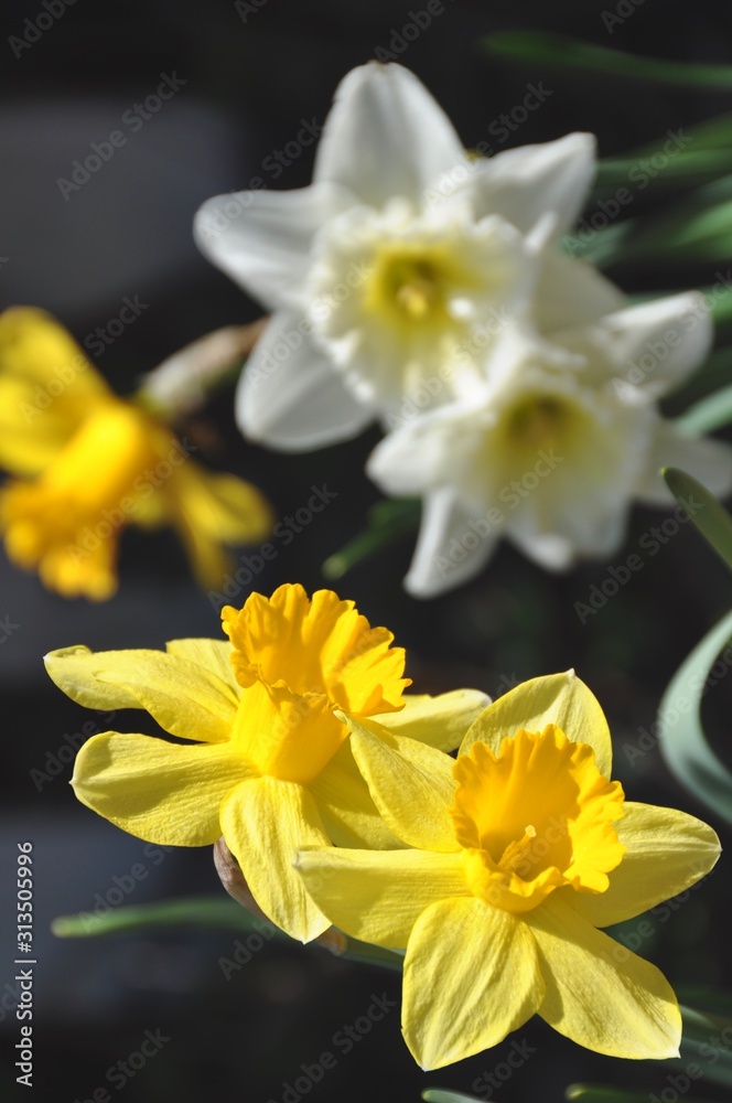 Springtime Garden Flowers in Yellow and White Springtime Garden Flowers in Yellow and White
