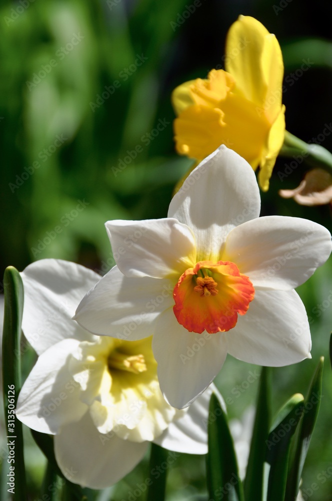 Springtime Garden Flowers in Yellow, White and Orange Springtime Garden Flowers in Yellow, White and Orange
