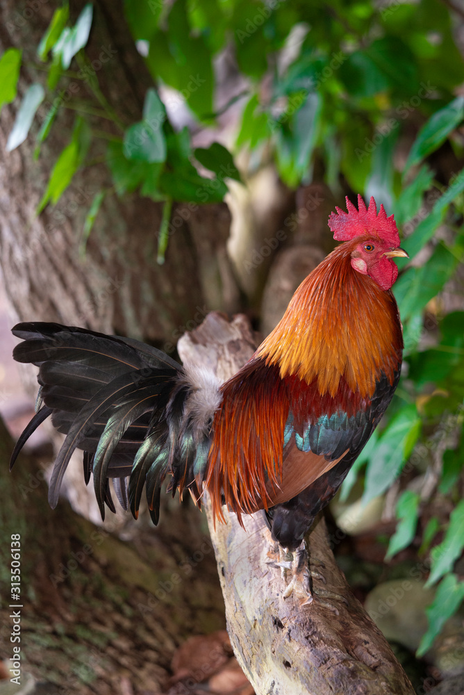 Colorful rooster, wild, Maui