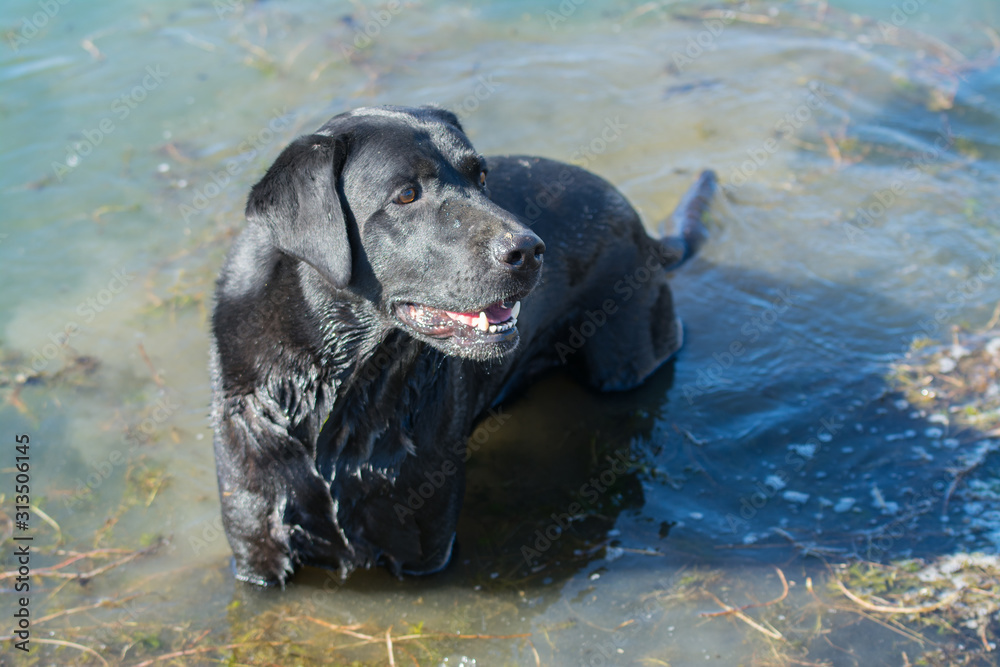 Black labrador retriever outdoor in water . Black labrador retriever outdoor in water .