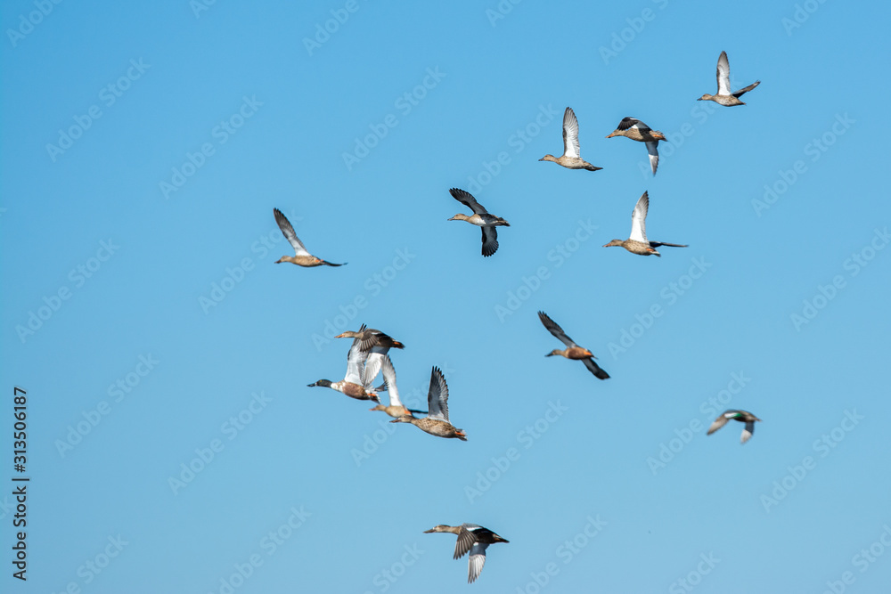 Northern shoveler duck flock taking flight .