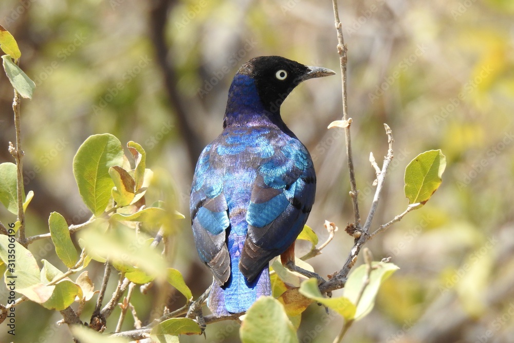 Fototapeta premium Dreifarben-Glanzstar (Lamprotornis superbus) Samburu Nationalpark Kenia