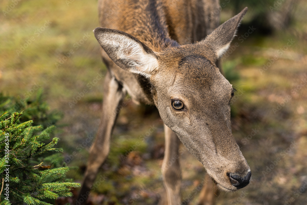 Great adult noble red female deer with big ears, Beautifully turned head. European wildlife landscape with deer stag. Portrait of lonely deer at forest background. Shot in zoo. Great adult noble red female deer with big ears, Beautifully turned head. European wildlife landscape with deer stag. Portrait of lonely deer at forest background. Shot in zoo.