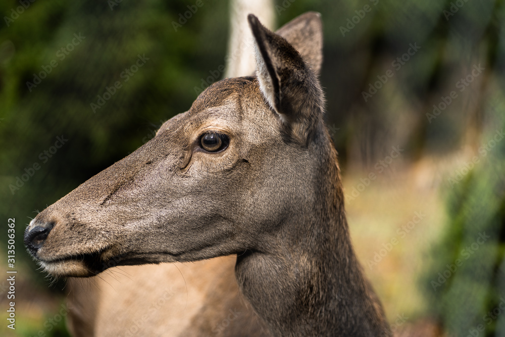 Great adult noble red female deer with big ears, Beautifully turned head. European wildlife landscape with deer stag. Portrait of lonely deer at forest background. Shot in zoo.