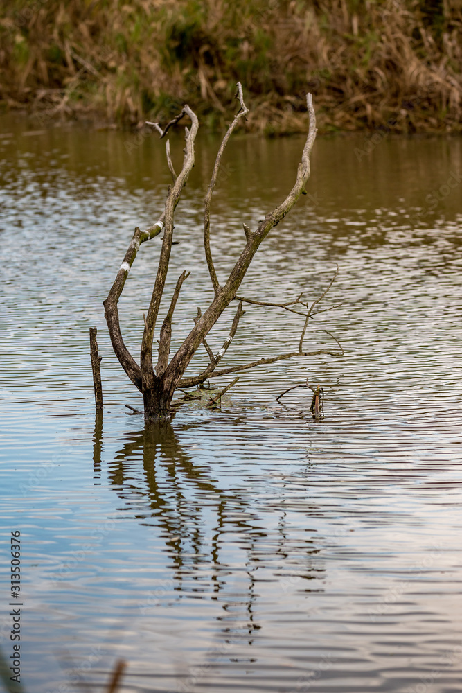 Dry river water tree branch in a lake, calm water, late autumn with pastel colors. White marks from birds droppings. Photograph taken near Maritsa river valley, Bulgaria, cloudy day Dry river water tree branch in a lake, calm water, late autumn with pastel colors. White marks from birds droppings. Photograph taken near Maritsa river valley, Bulgaria, cloudy day