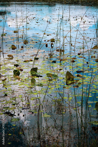 Lilypads