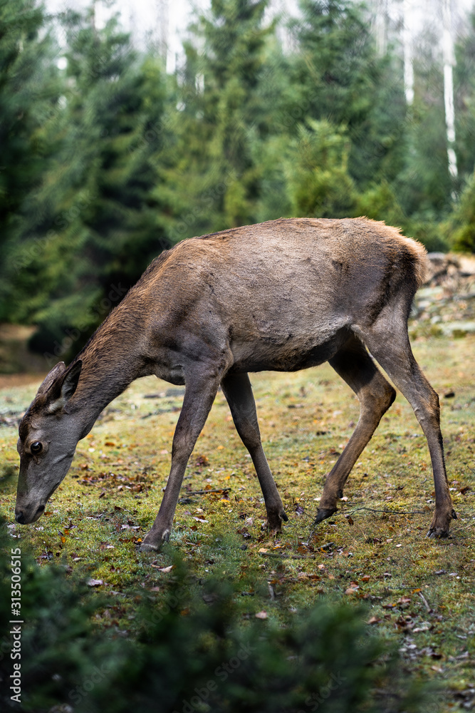 Great adult noble red female deer with big ears, Beautifully turned head. European wildlife landscape with deer stag. Portrait of lonely deer at forest background. Shot in zoo. Great adult noble red female deer with big ears, Beautifully turned head. European wildlife landscape with deer stag. Portrait of lonely deer at forest background. Shot in zoo.