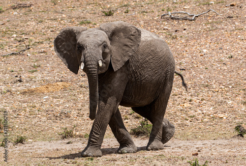 Young Elephant Walking