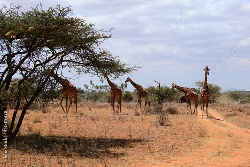 Gruppe von Giraffen spaziert durch den Samburu National Park in Kenia © Daniela