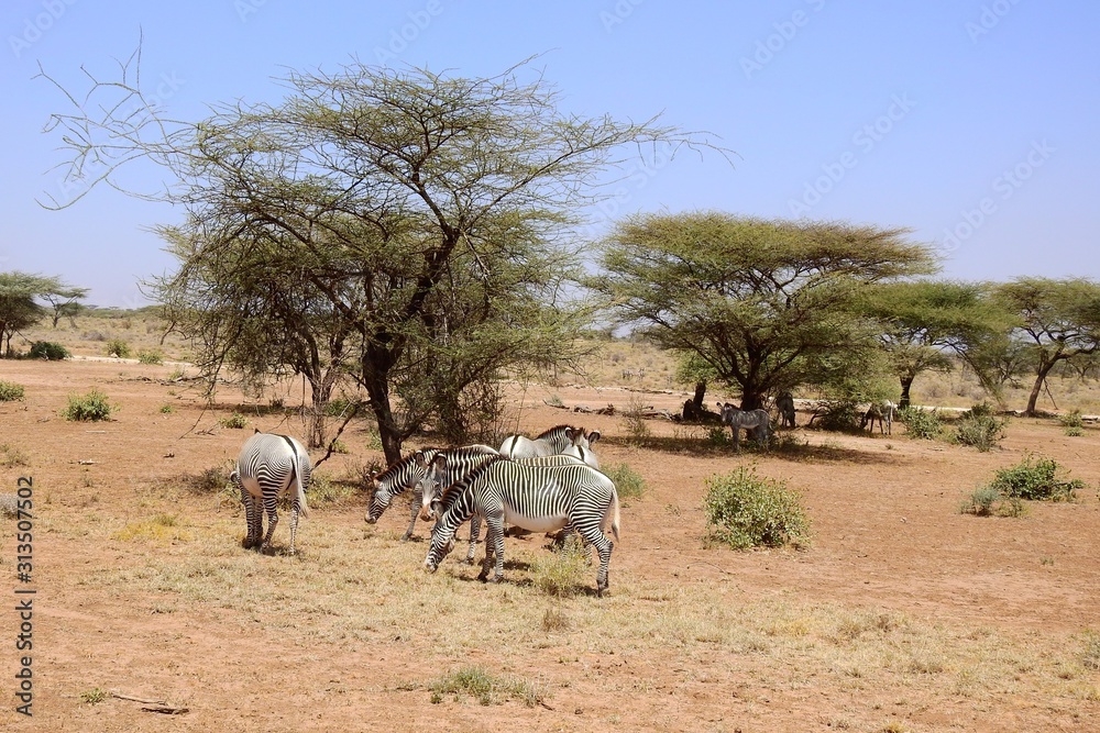 Zebra im Samburu Nationalpark, Kenia Zebra im Samburu Nationalpark, Kenia