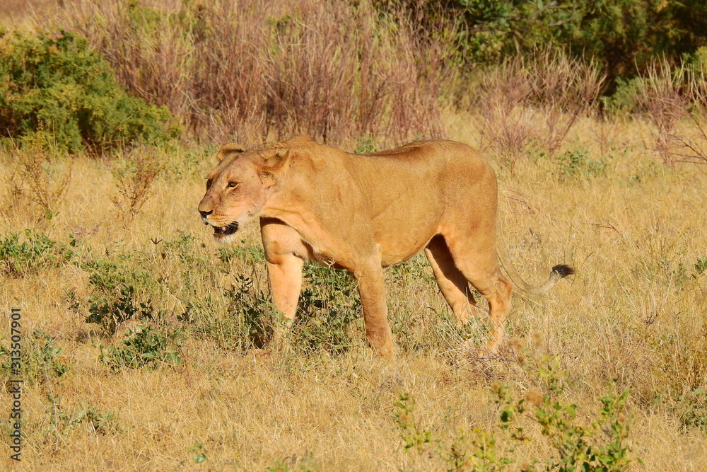 Löwin wandert durch den Samburu National Park Löwin wandert durch den Samburu National Park
