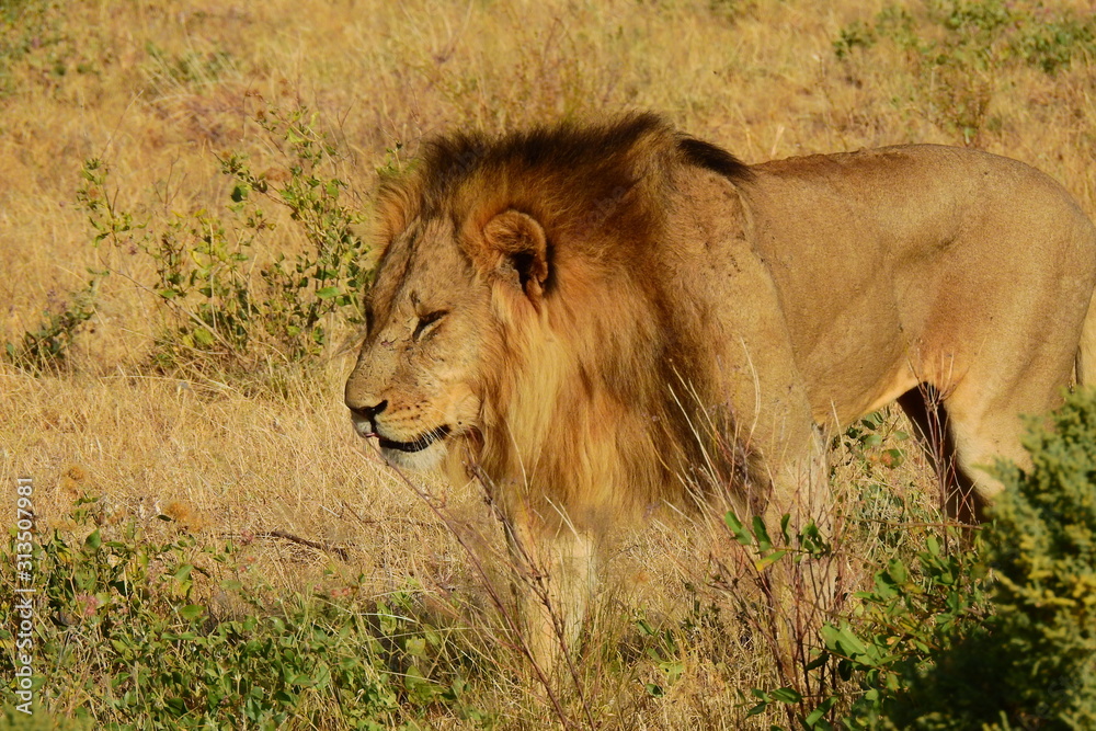 Löwe in der Abendsonne, Samburu Nationalpark, Kenia Löwe in der Abendsonne, Samburu Nationalpark, Kenia