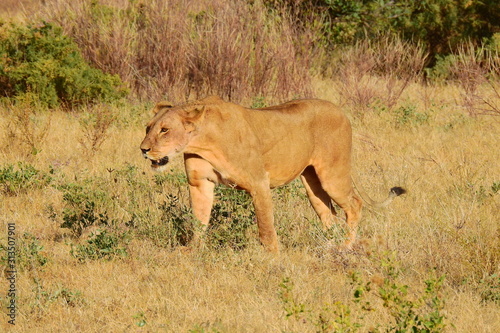 Löwin wandert durch den Samburu National Park
