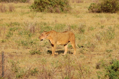 L  win wandert durch den Samburu National Park