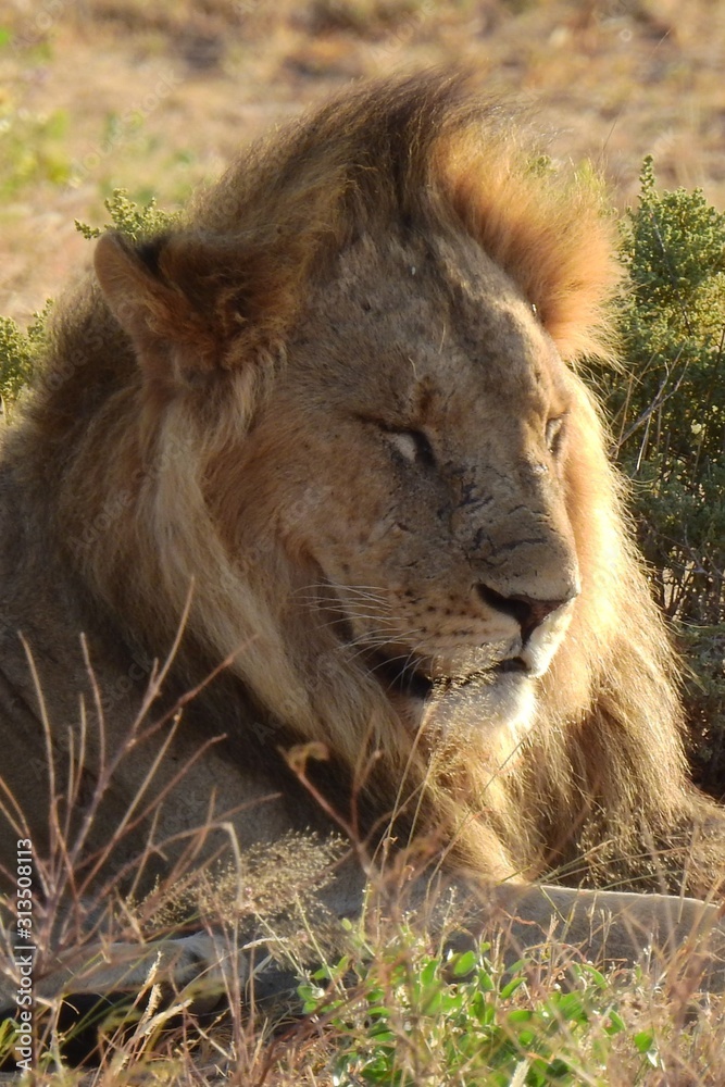 Löwe in der Abendsonne, Samburu Nationalpark, Kenia Löwe in der Abendsonne, Samburu Nationalpark, Kenia
