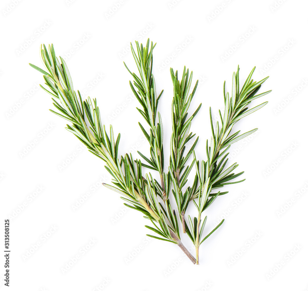 Rosemary isolated on white background