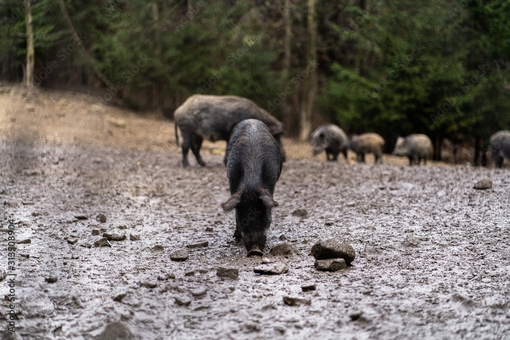Group of wild boar walking in forest on foggy morning and looking away. Wildlife in natural habitat. Sus scrofa,big boar looking for food , capital boar. Nature and animals concept Group of wild boar walking in forest on foggy morning and looking away. Wildlife in natural habitat. Sus scrofa,big boar looking for food , capital boar. Nature and animals concept