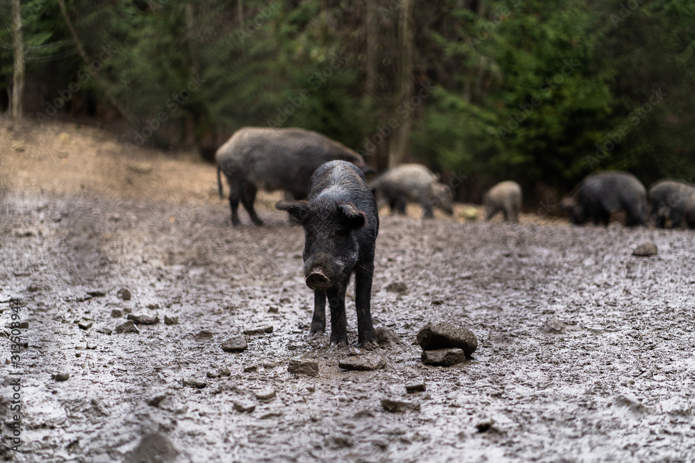 Group of wild boar walking in forest on foggy morning and looking away. Wildlife in natural habitat. Sus scrofa,big boar looking for food , capital boar. Nature and animals concept Group of wild boar walking in forest on foggy morning and looking away. Wildlife in natural habitat. Sus scrofa,big boar looking for food , capital boar. Nature and animals concept