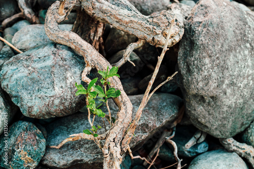 Small green sprout of tree grows from roots. Nature sunny background of beautiful roots of deciduous tree on stony shore. Tree grows on pile of stones. Vitality plants. Snags on boulders in sunlight.