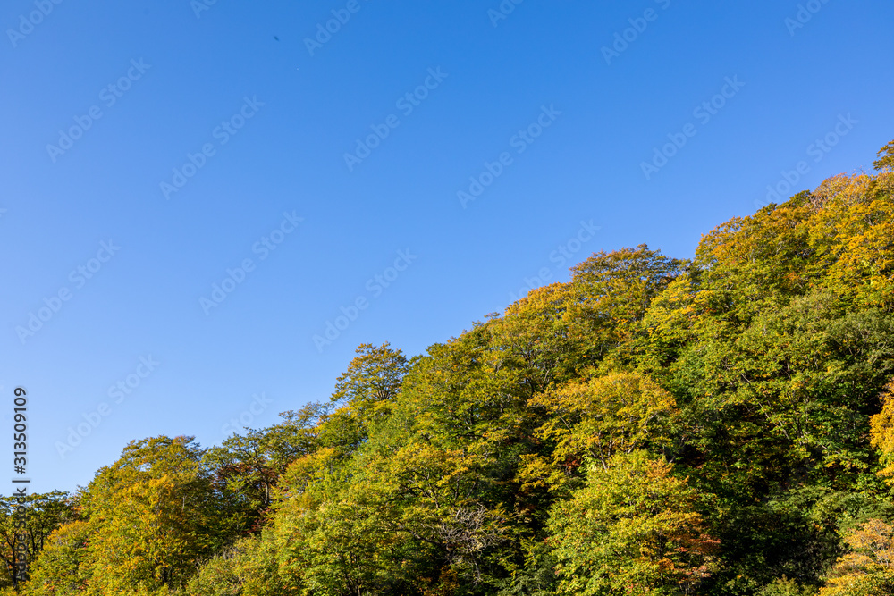 Nature background of autumn leafs & maple colorful mountain in blue sky
