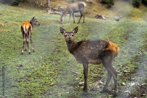 Great adult noble red female deers with big ears  flock of deer. European wildlife landscape with deer stag at forest background. Shot in zoo.