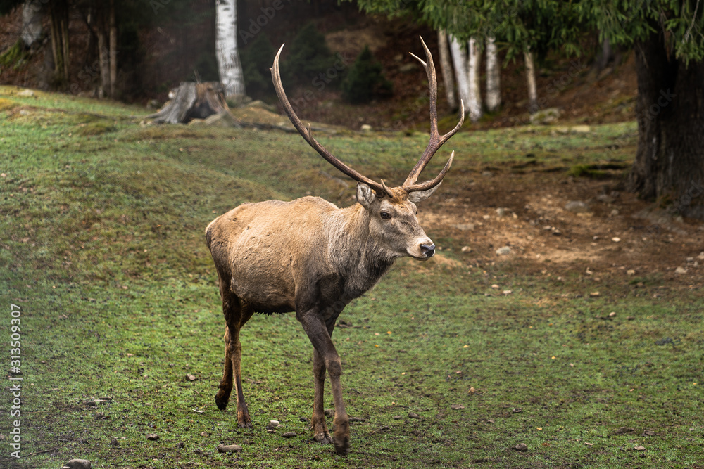 Great adult noble red male deer with big horns, Beautifully turned head. European wildlife landscape with deer stag. Portrait of lonely deer with big antlers at forest background. Shot in zoo.