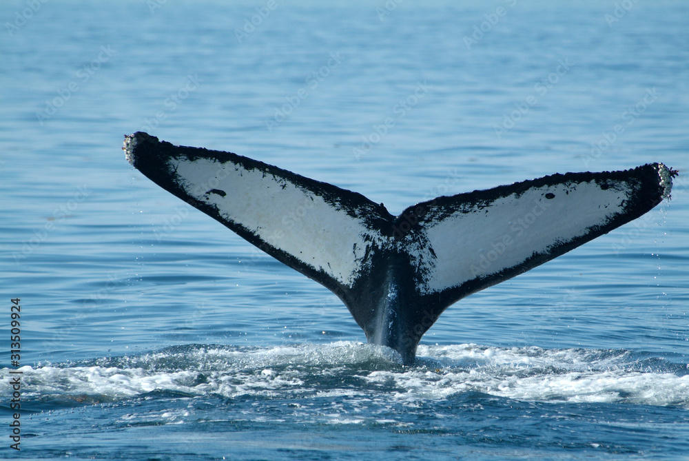 Naklejka premium Humpback Whale White Fluke
