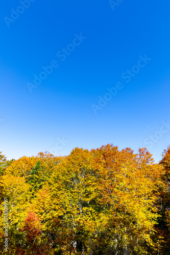 autumn leafs & maple colorful mountain in blue sky
