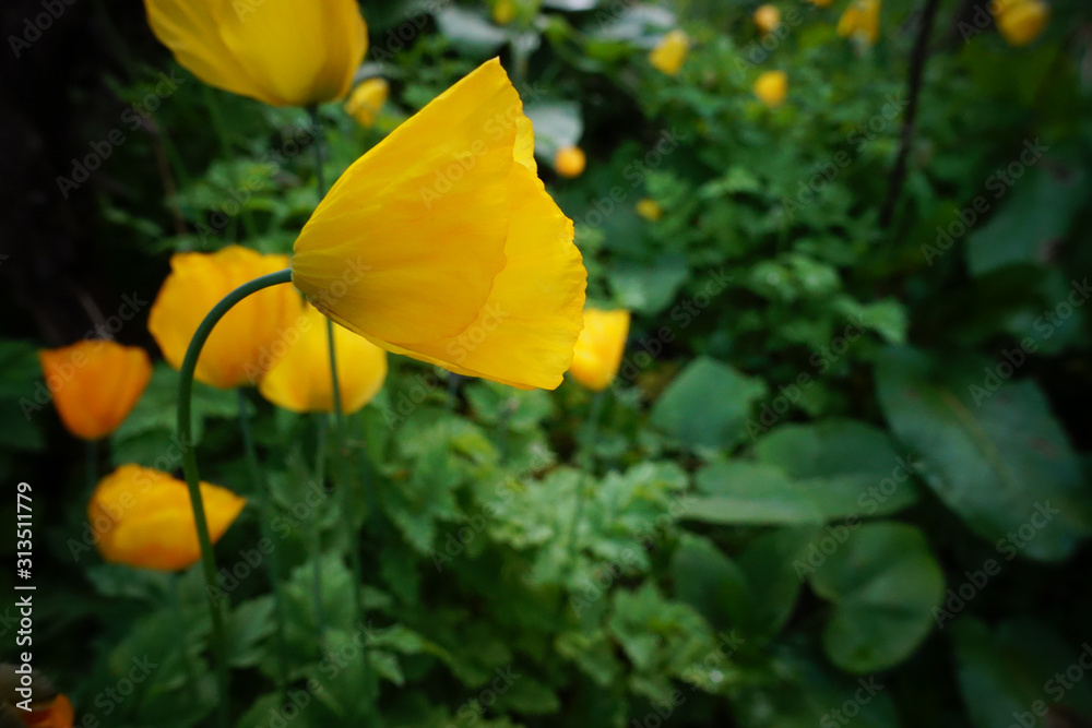 Flowers in a garden. Flowers in a garden.