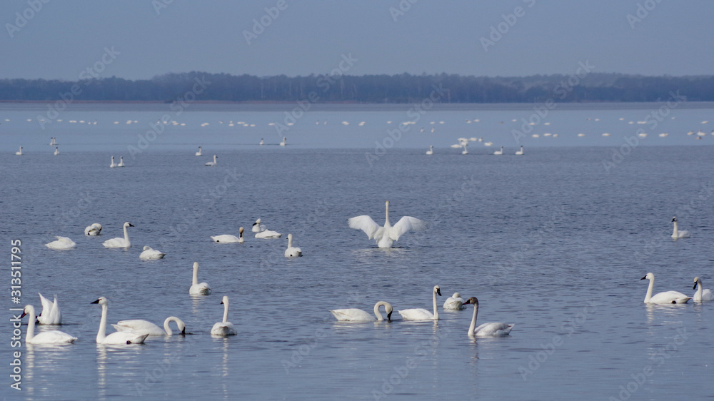 Self awareness - trumpeter swans stretching wings