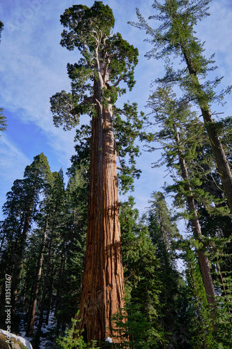 Giant Sequoias, Grants Grove Kings Canyon National Park