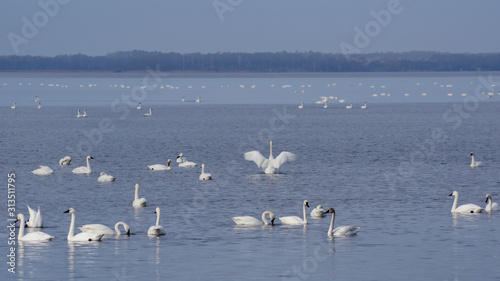 Self awareness - trumpeter swans stretching wings