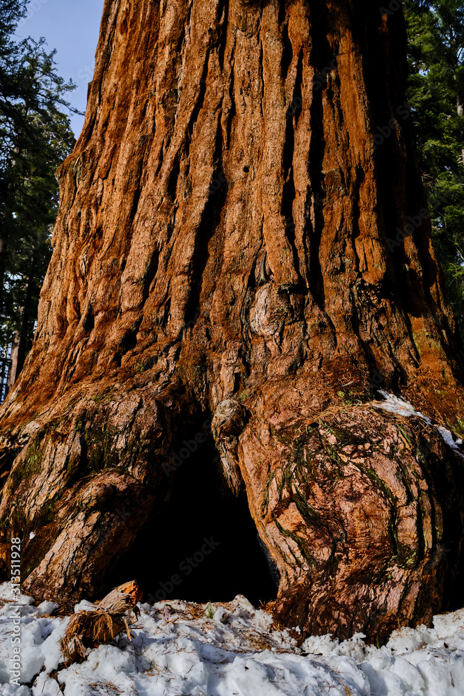Giant Sequoias, Grants Grove Kings Canyon National Park