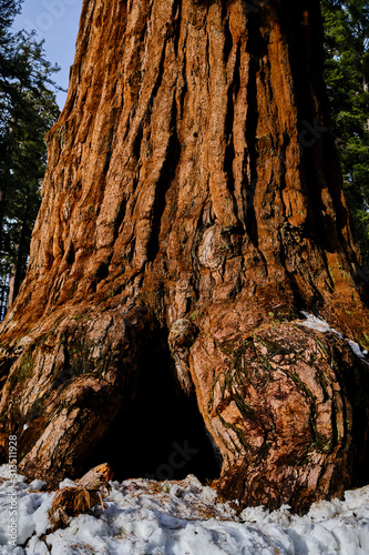 Giant Sequoias, Grants Grove Kings Canyon National Park