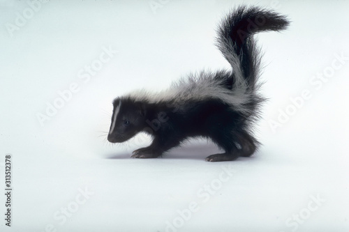 Baby skunk with tail up