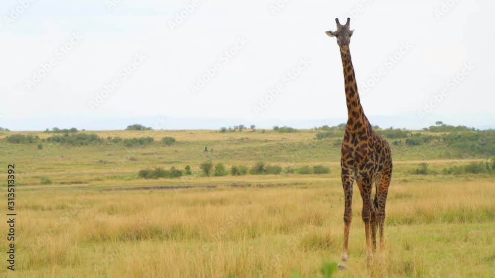 giraffe fighting funny closeup group in forest grass land masaimara giraffe fighting funny closeup group in forest grass land masaimara