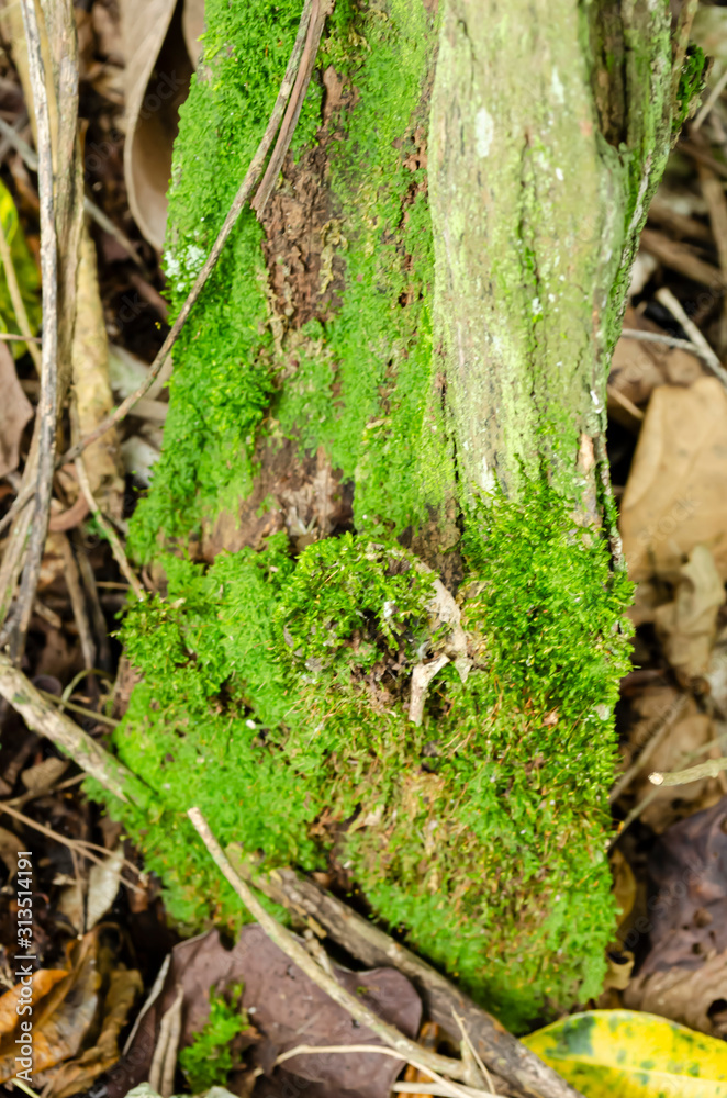 Hypnum Moss On Post Hypnum Moss On Post