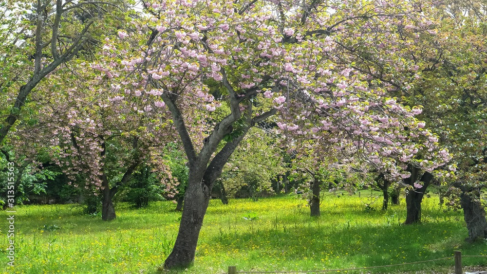plum trees in blossom at nijo castle in kyoto plum trees in blossom at nijo castle in kyoto