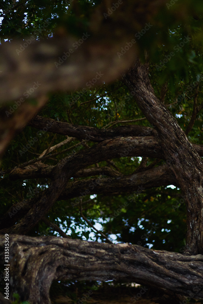 Fototapeta premium tree in forest