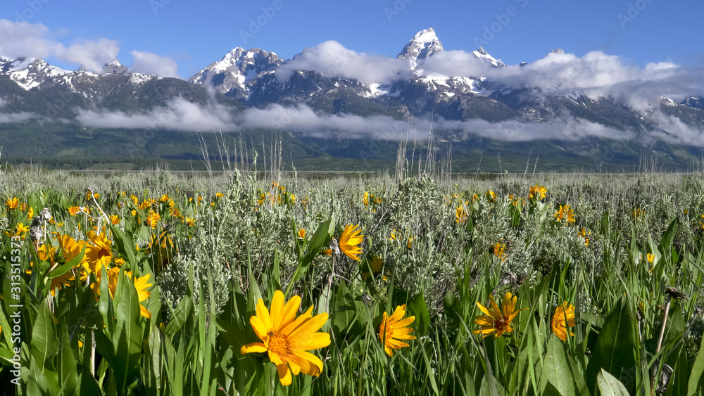 close up of yellow balsamroot flowers with the tetons in the distance