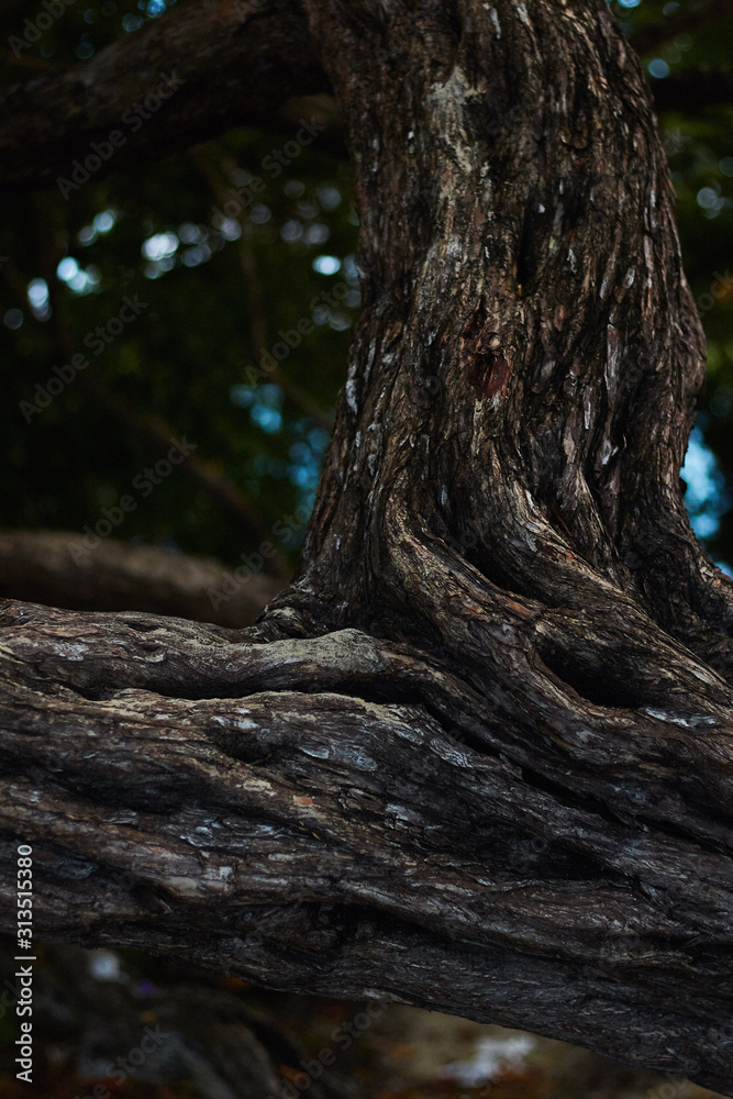 tree in forest