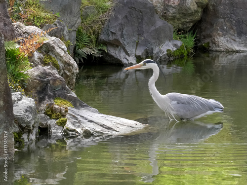 grey heron hunting in a pond at nijo-jo castle in kyoto