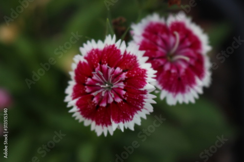 red flower