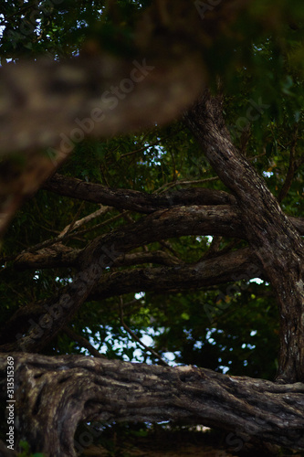 tree in forest