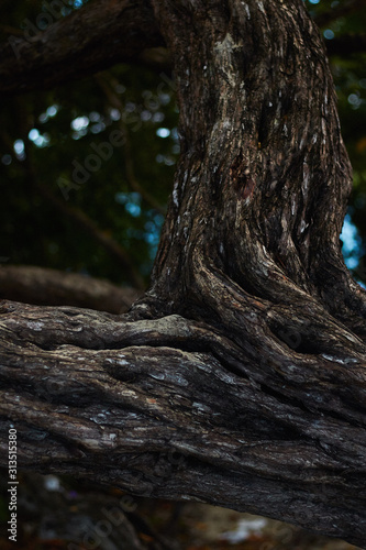 tree in forest