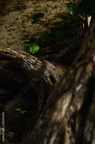 tree in forest