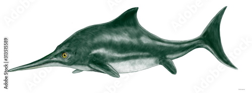 イクチオサウルス　ジュラ紀後期のヨーロッパの海域に生息。イルカ型のもっともポピュラーな魚竜類。体形から最も進化した魚竜であり、イルカのように胎生であった。骨格構造は現代のイルカやクジラに近似しており、行動も似ている。ただ尾びれは縦型で魚類に近く、イルカやクジラが水平な尾びれを持っていたのに比して縦型で魚のように左右に動かして推進していた。全長2メートル。