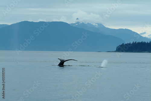 Diving and Spouting Humpback Whales, Alaska © Betty Sederquist